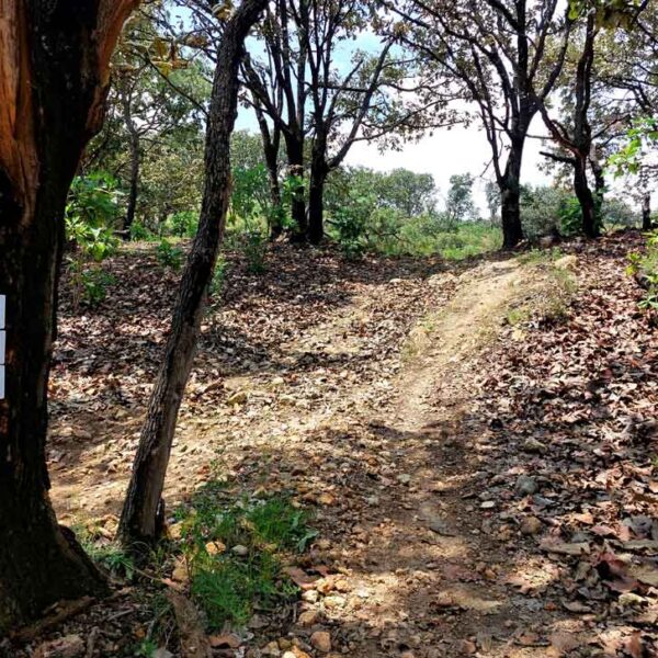 Sendero Barrilitos en Bosque La Primavera. Marcas en árbol, código latino de marcas para senderistas y código IMBA para ciclistas.